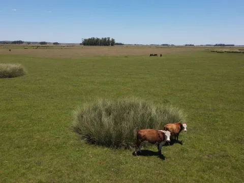 Campo Ganadero de 3000ha Rocha