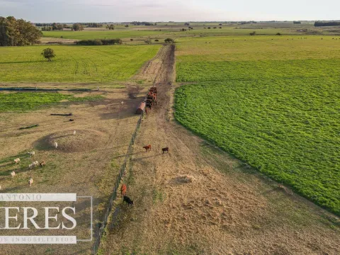 Chacra / Campo 110 ha en Soriano