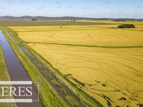 Campo agrícola ganadero  de 1500ha Rocha